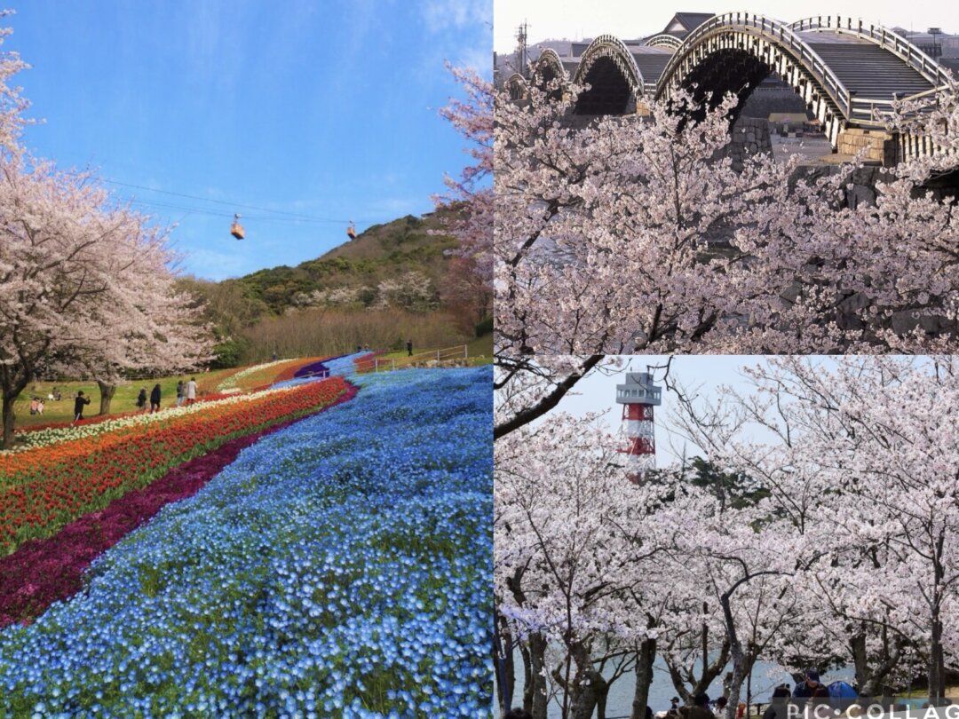 画像：春だ、桜だ！山口県内のお花見スポット