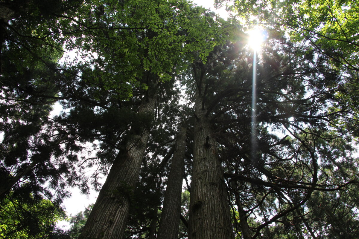 五感をひらき、整え、癒される森時間を　山口市「森林セラピー山口」｜山口さん