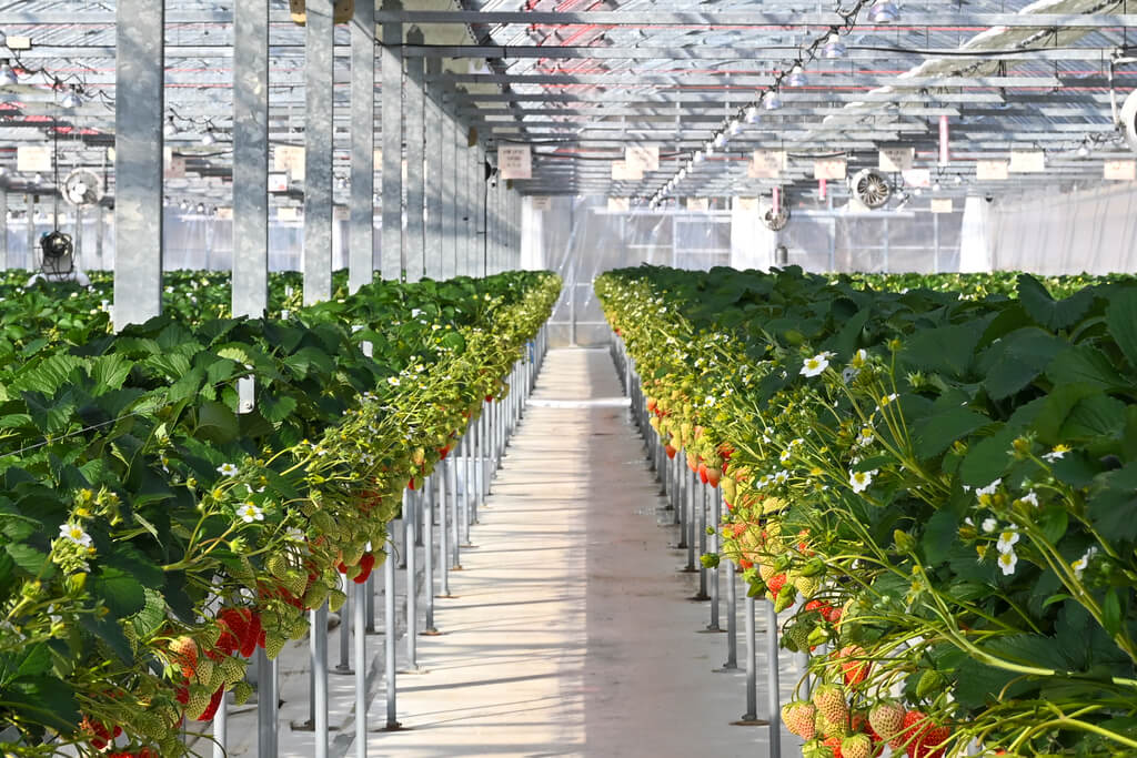 若き挑戦が実らせる甘い畑 岩国市「すずみのりいちご農園」