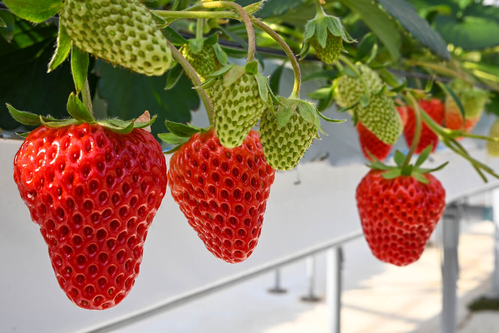 若き挑戦が実らせる甘い畑 岩国市「すずみのりいちご農園」