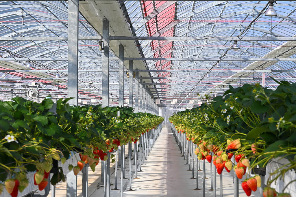 若き挑戦が実らせる甘い畑 岩国市「すずみのりいちご農園」