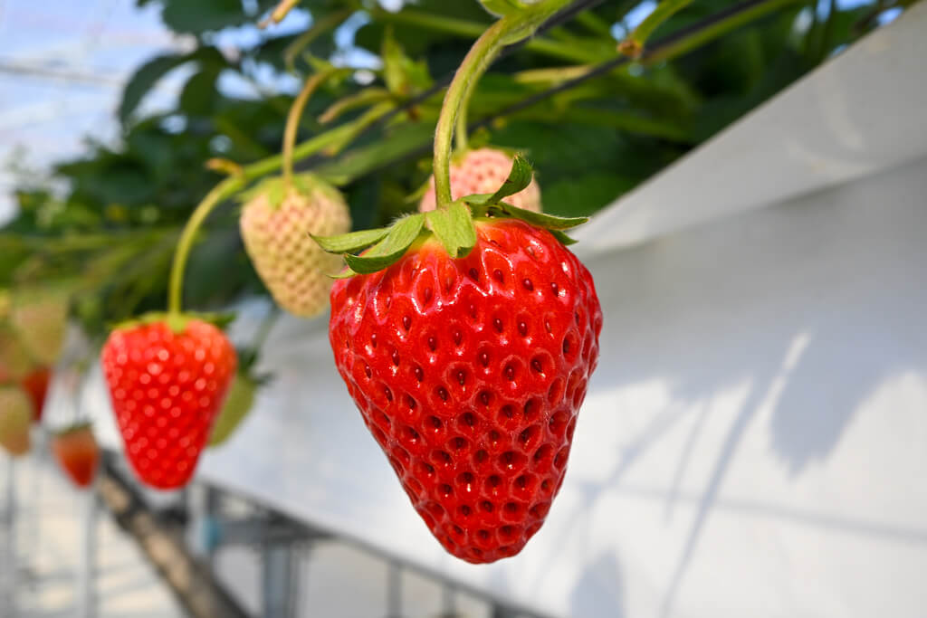 画像：若き挑戦が実らせる”甘い”畑　岩国市「すずみのりいちご農園」