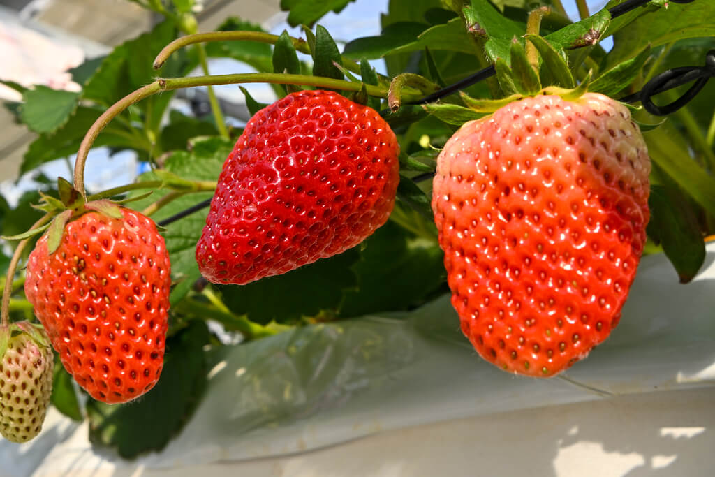 若き挑戦が実らせる甘い畑 岩国市「すずみのりいちご農園」