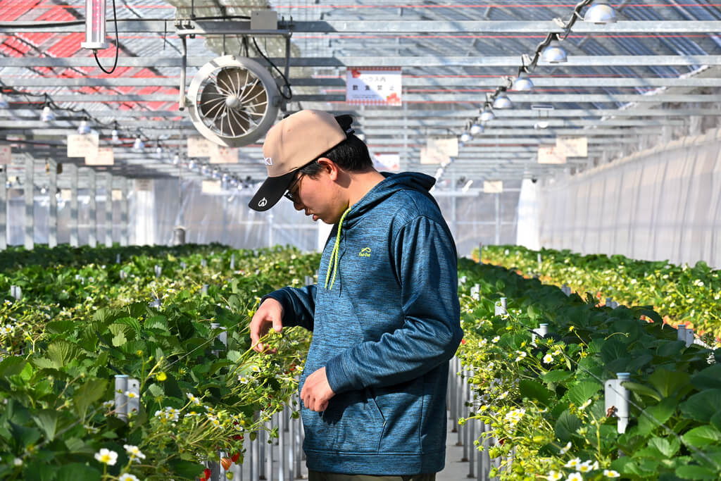 若き挑戦が実らせる甘い畑 岩国市「すずみのりいちご農園」