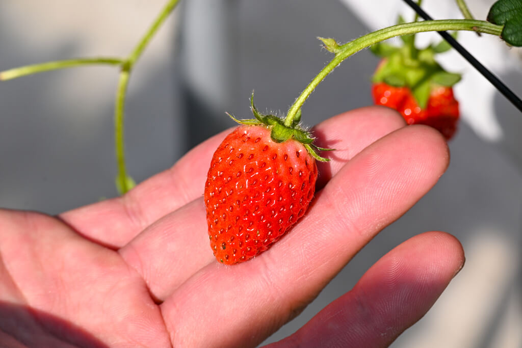 若き挑戦が実らせる甘い畑 岩国市「すずみのりいちご農園」