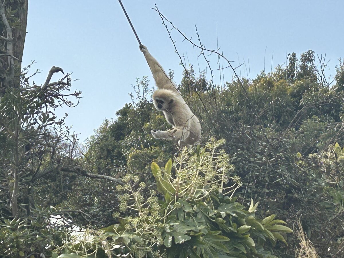 画像：まるで自然の中？のびのび暮らす動物たちに癒やされる　宇部市「ときわ動物園」